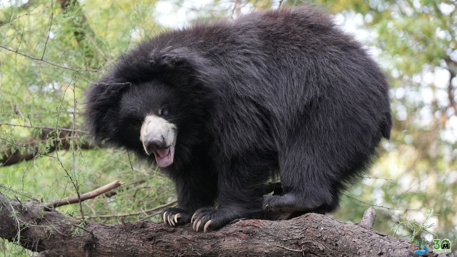 Rescued sloth bear being treated at Agra bear conservation center after being saved from illegal dancing bear trade in Jharkhand