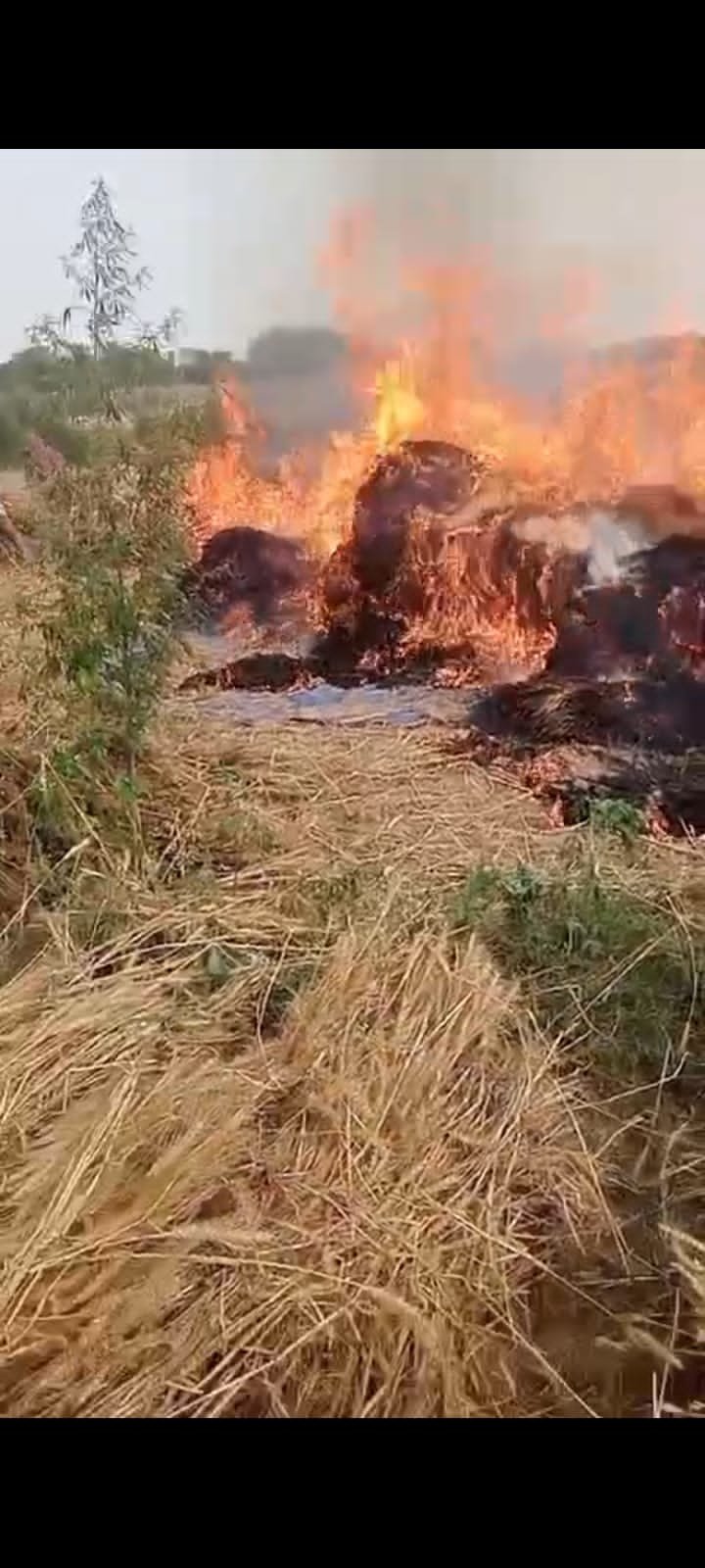 Mustard crop burned to ashes after lightning strike in Fatehabad village, India, with farmer inspecting the damage.