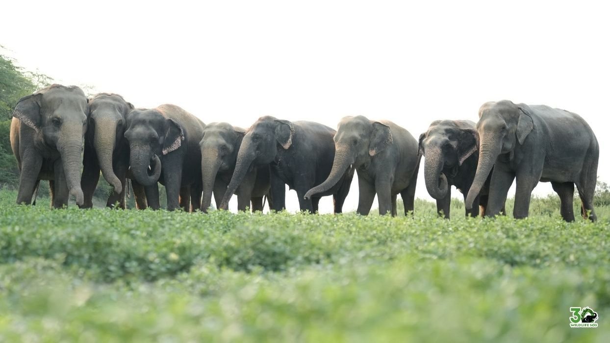 Asian elephant used for tourist rides in India suffering from exploitation and poor conditions