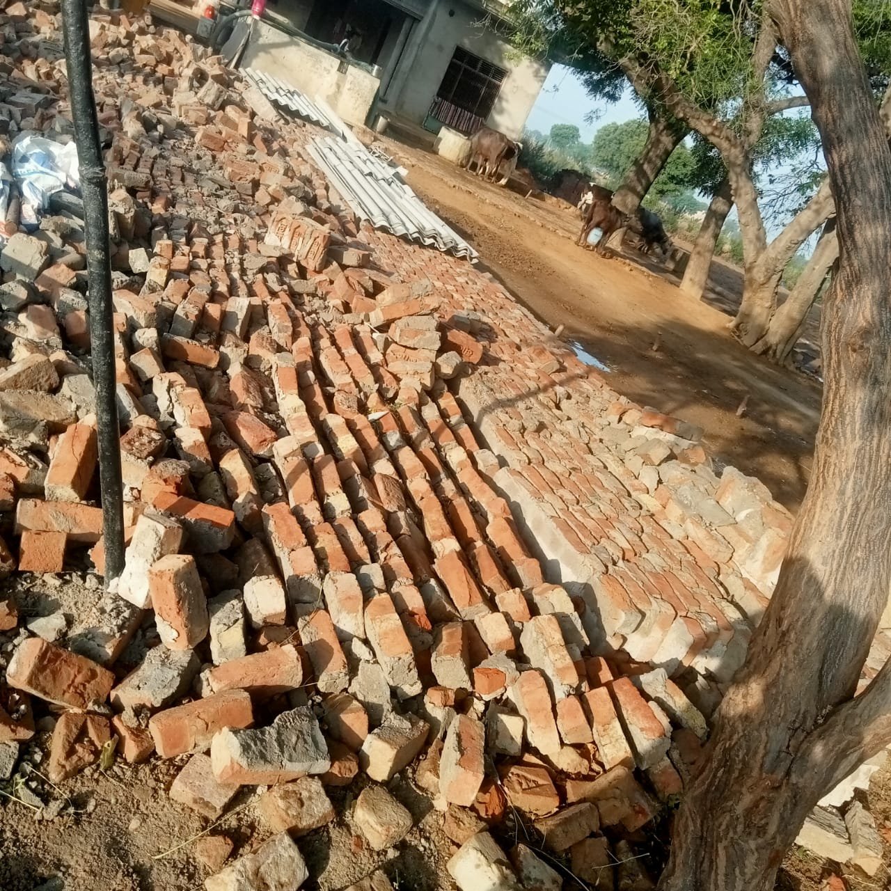 Strong dust storm in Fatehabad causing a house wall collapse in Rupur village killing a goat and a large banyan tree falling on a house in Gurja Khander