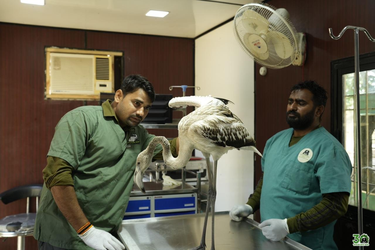 Rescue operation of injured Sarus crane and heat-affected flamingo by Wildlife SOS and forest department in Mathura