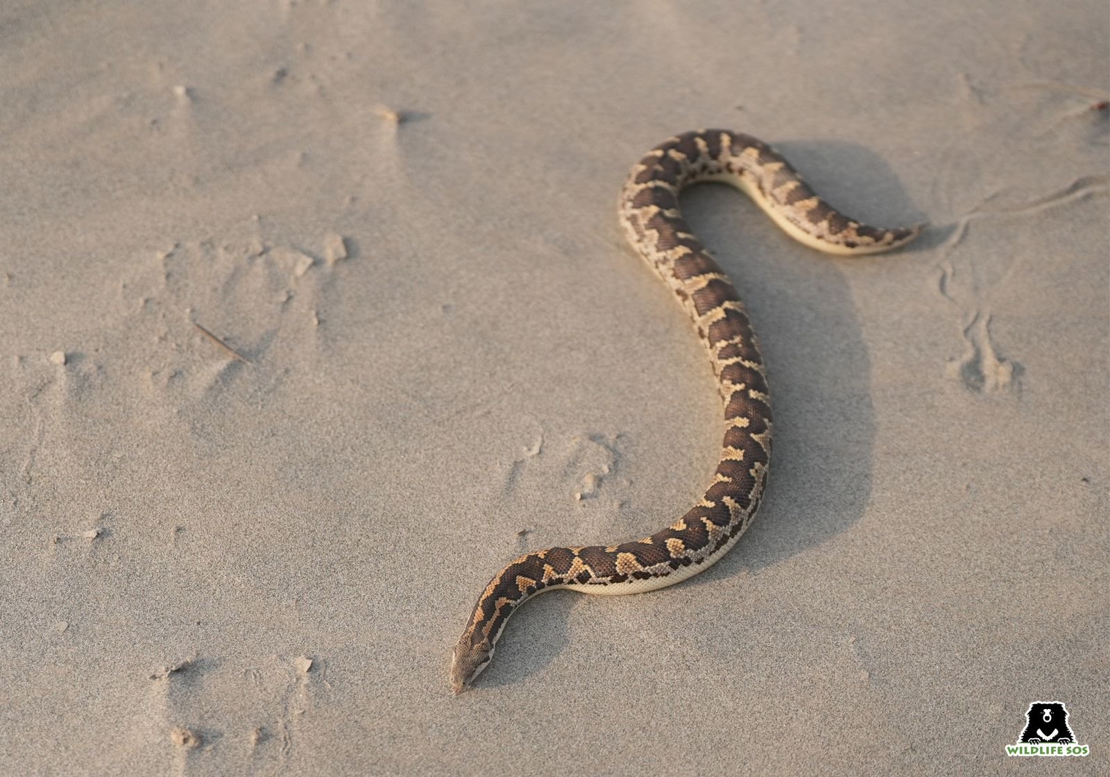 Wildlife SOS rescue team safely rescuing three Common Sand Boa snakes from a government warehouse in Agra.