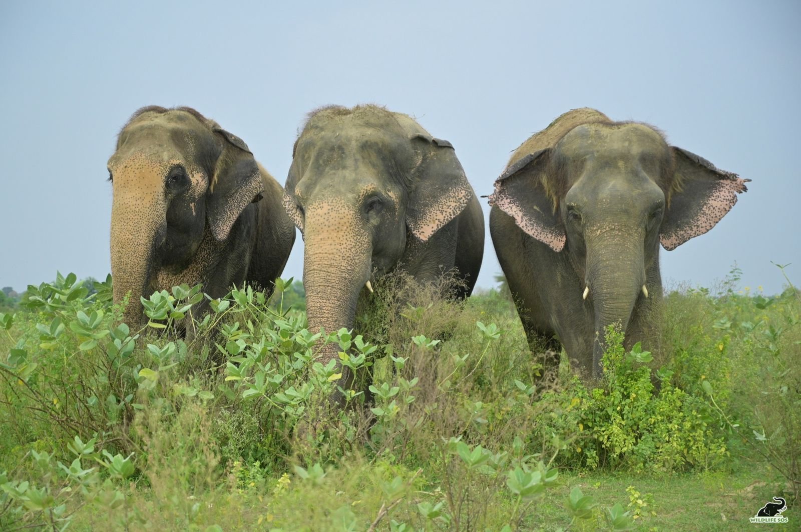 Rescued elephant Phoolkali enjoying care and rehabilitation at Wildlife SOS Elephant Conservation and Care Center in Mathura