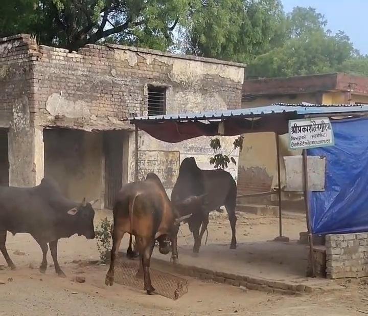 Three stray bulls fighting inside Fatehabad Tehsil campus causing panic among advocates and people