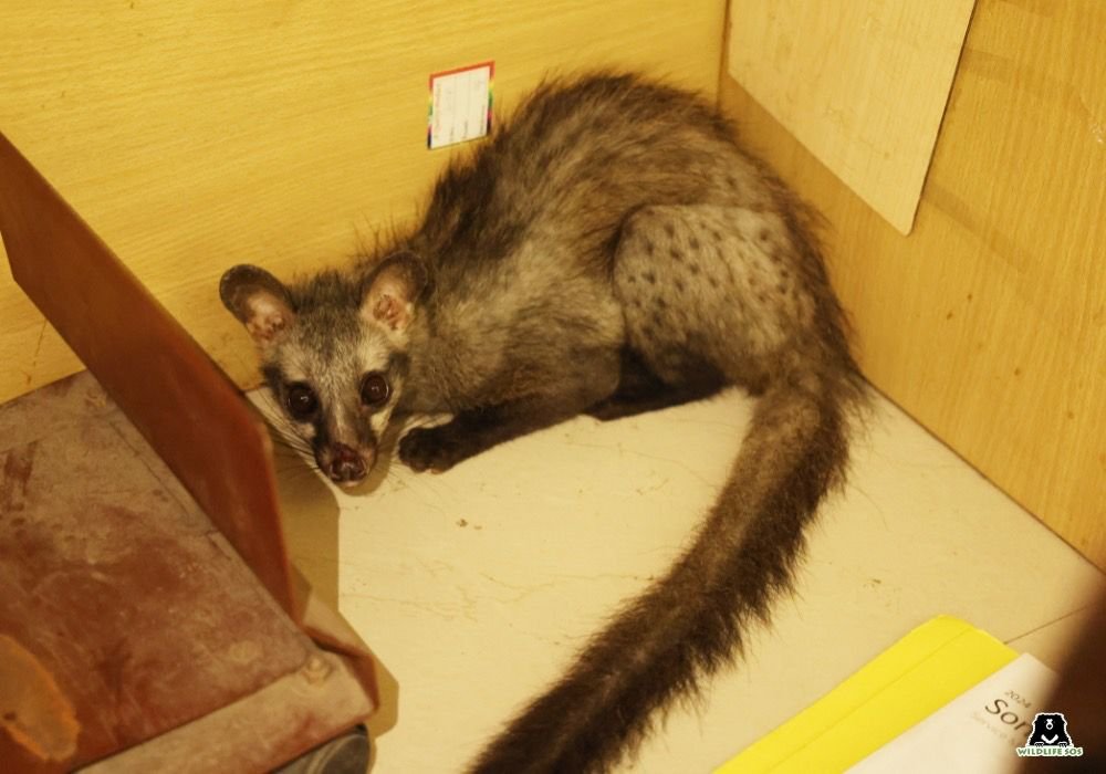 Wildlife SOS rescue team safely rescues an Asian Palm Civet from the LIC office library in Sikandra, Agra.