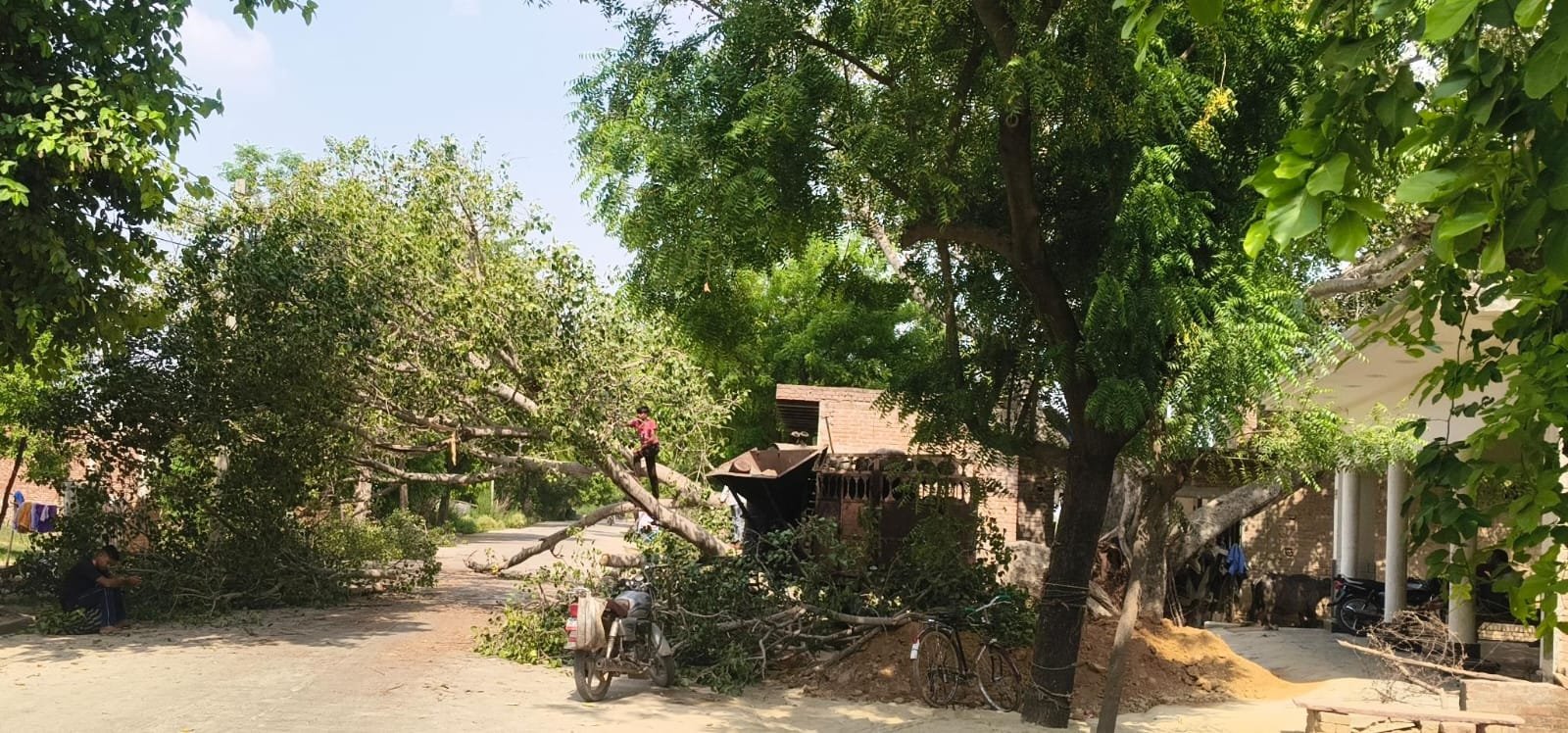 A massive Peepal tree collapsed on the Fatehabad-Rihawali road in Mithpura village, Fatehabad. Bike riders narrowly escaped while a motorcycle and tractor trolley were damaged.