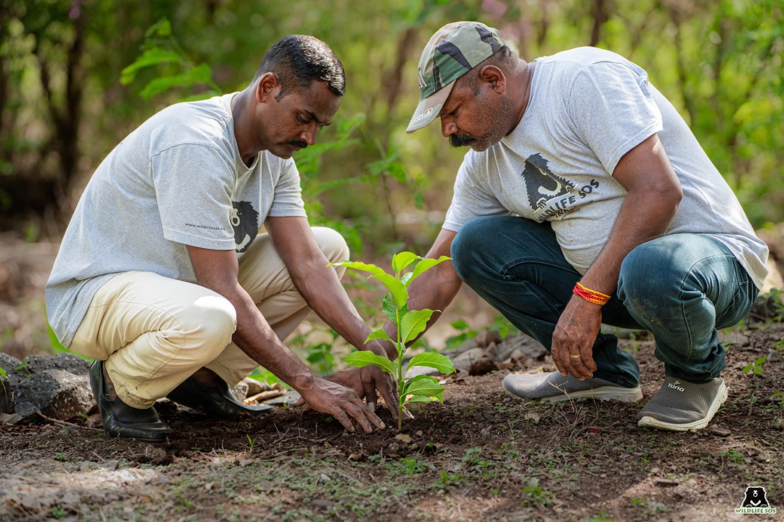 Wildlife SOS team members plant native saplings during a habitat restoration and biodiversity conservation drive in India.