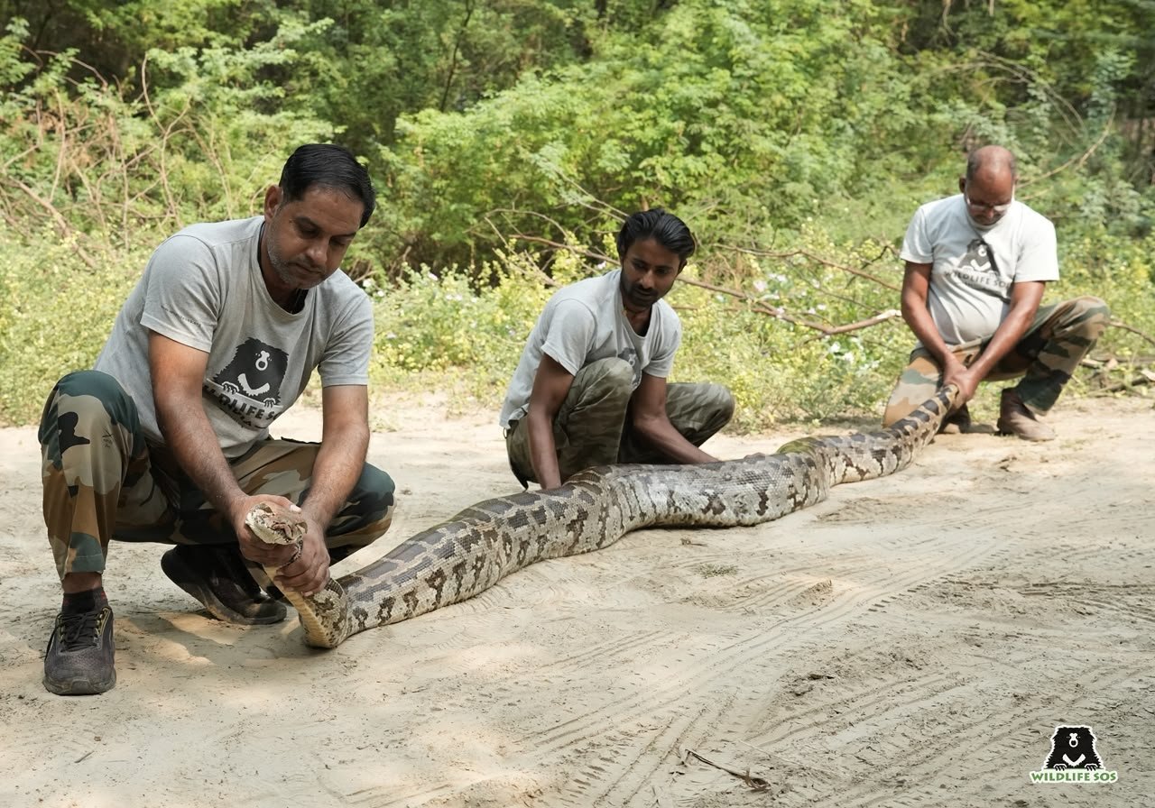 Wildlife SOS rescue team safely rescuing a 12-foot Indian python from a farm and a Common Sand Boa from a temple premises in Agra.
