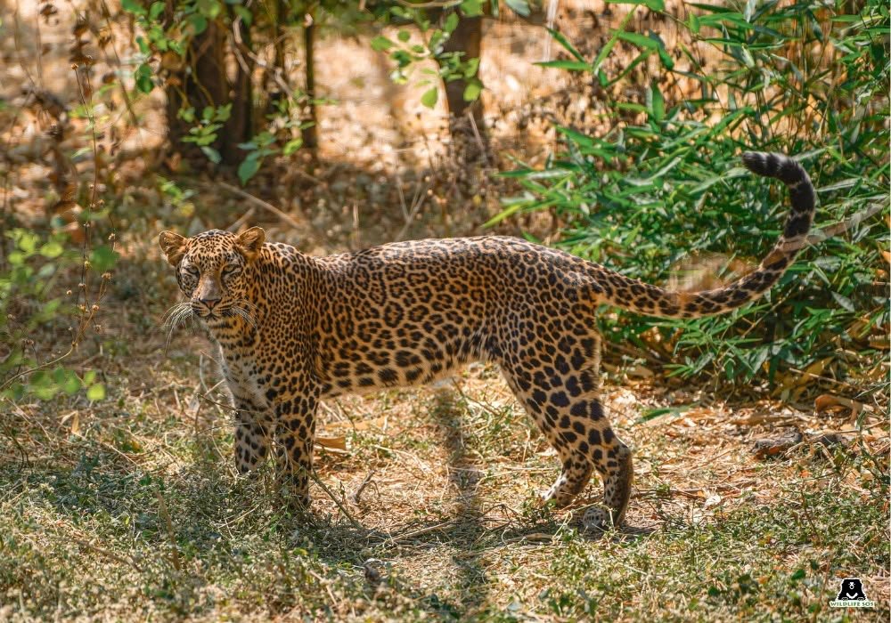 Ten leopard skins seized during a joint operation by the Uttar Pradesh Forest Department, Police, and Wildlife SOS against an illegal wildlife trafficking gang.