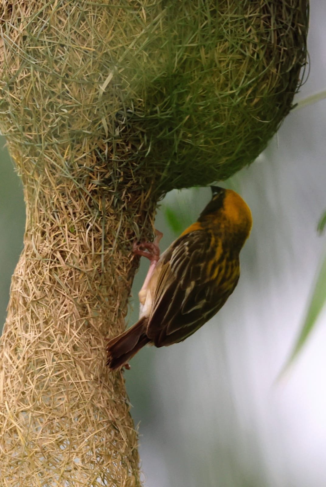 Baya Weaver bird building its intricate hanging nest