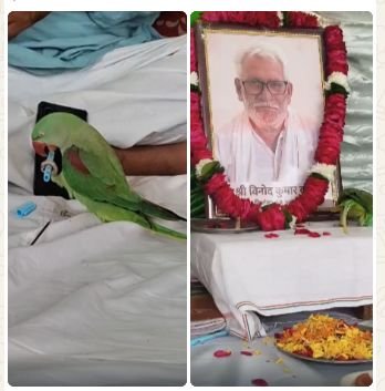 Parrot sitting near a portrait and offering flowers at a condolence meeting in Ramnagar