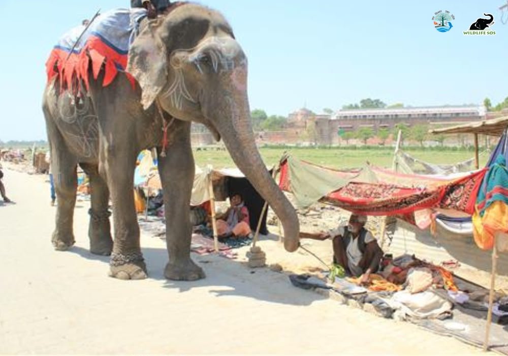 Raju elephant receiving care at Wildlife SOS Elephant Conservation and Care Centre in Mathura, Uttar Pradesh.