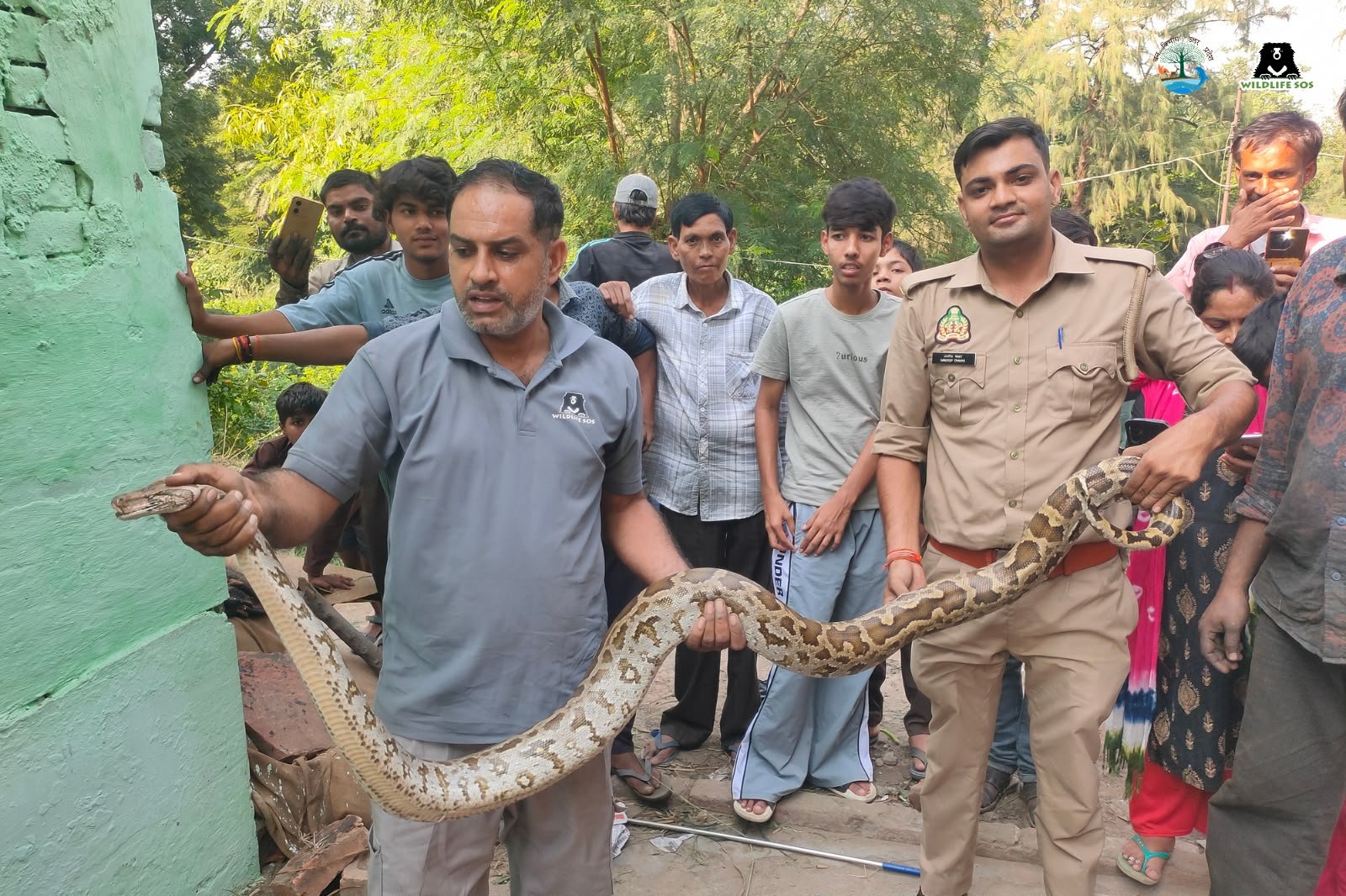 Seven-foot Indian rock python rescued from a tree in Cheeni Ka Rauza, Rambagh, Agra.